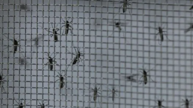 Casos de dengue crescem no Brasil Foto: REUTERS/Carla Carniel