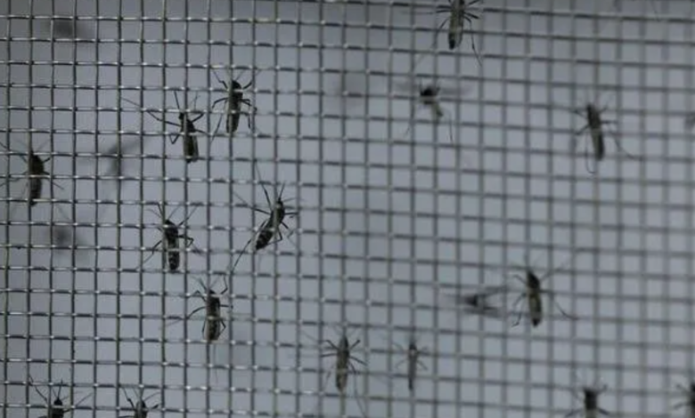 Casos de dengue crescem no Brasil Foto: REUTERS/Carla Carniel