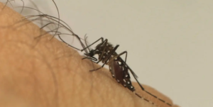 Casos de dengue aumentam no país. Foto: Fiocruz